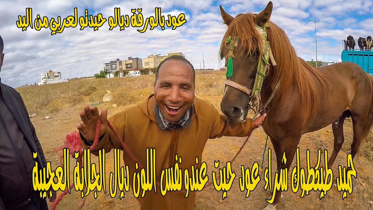 حميد طيكطوك شراء عود بنفس اللون ديال جلابة العجيبة 😂 لعربي طويبة زرب على عود من فاس تحگر سوق لفايت