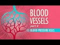 Blood Vessels, Part 2: Crash Course A&P #28