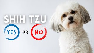 Shih Tzu: 16 Things To Know BEFORE Getting One! by Wellness for Pets 119 views 5 months ago 8 minutes, 30 seconds