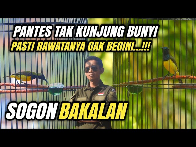 Rawatan Burung SOGON Bakalan || Pemula JAMIN Langsung PAHAM ‼️ class=