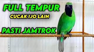 NEMBAK SADIS!!! Cucak Ijo Gacor Full Tembakan, Ampuh Untuk Masteran Cucak Ijo Lomba