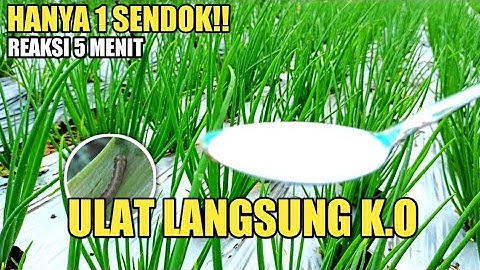 CARA BASMI TUNTAS ULAT PEMAKAN DAUN TANAMAN BAWANG | REAKSI 5 MENIT LANGSUNG K.O