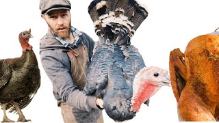 Growing, Butchering and Cooking our Own Turkey