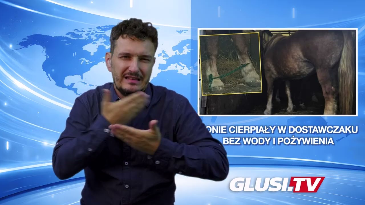 Konie cierpiały w dostawczaku bez wody i pożywienia