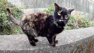 子猫に振られて落ち込んでいたら、サビ猫がスリスリしてくれた