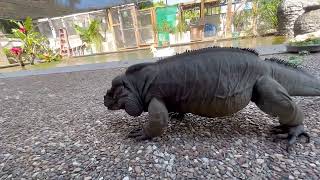 My 34 year old Rhinoceros Iguana, Cyclura cornu￼ta  his name is Muckey