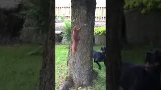 funny dog ​​and squirrel #animals #short