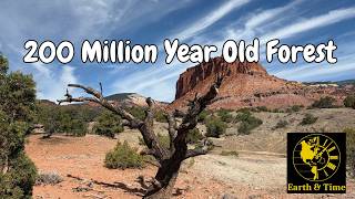 This Utah Desert Was Once a 200 Million-Year-Old Forest
