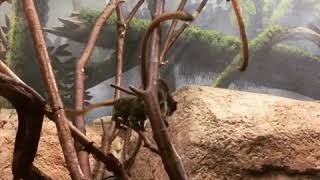 Mischievous monkeys messing around
