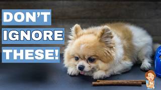 12 Pomeranian Behaviors You Should Never Ignore!