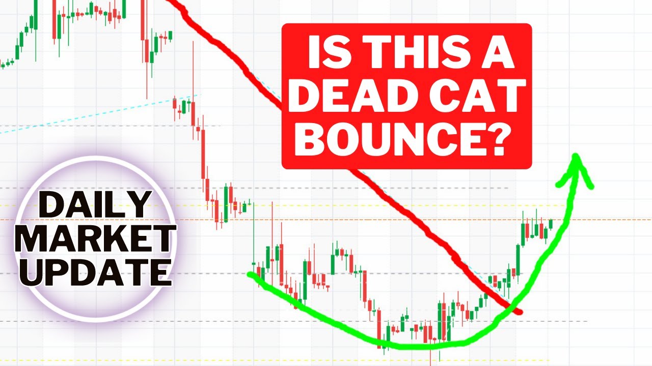 Is This Just a Dead Cat Bounce? - moomoo Community