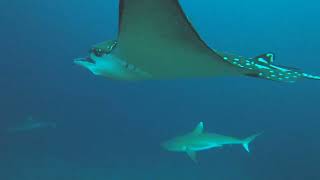 Eagle Ray close up while floating