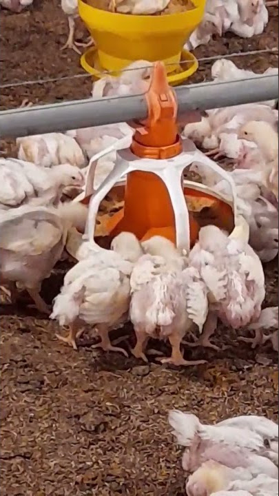 AUTO MATIC FEEDING SYSTEM BROILER FARM #shorts #tiktok #story #storywa #chicken #viral #trending