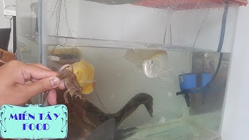 Cá Rồng Ăn Nhái Cực Sung | Cá Rồng Ăn Nhái ( Ngân Long) - Arowana Eats Frog ► Ngân Long Ăn Nhái