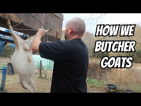 Processing a Nigerian Dwarf Goat | Entire Process From Dispatch To Finish