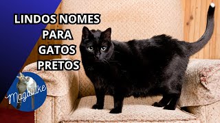 LISTA de 14 NOMES lindos de Gatinhos PRETOS MACHOS e FÊMEAS.