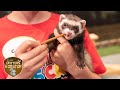 15  ferret  3abn kids camp critters  creation