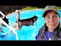My Husky JUMPED In the Pool to Swim with Indy!