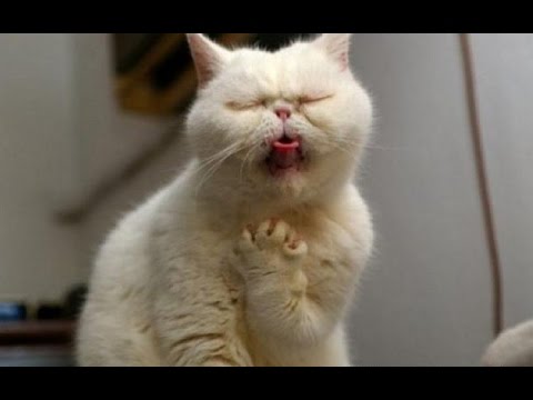 Gatos bailando (Funny Cat - Cat vines compilation) Forma de entrenar a