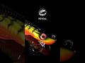 Handmade Giant Pike Swimbait Reveal — GREATAIL EVO | 250 mm Hybrid Big Bait
