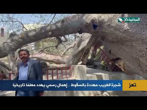 شجرة الغريب في تعز... خطر السقوط يهدد معلمًا تاريخيًا