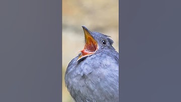 Thumbnail of ambulance siren sound| cute bird| #youtubeshorts #shorts #birds