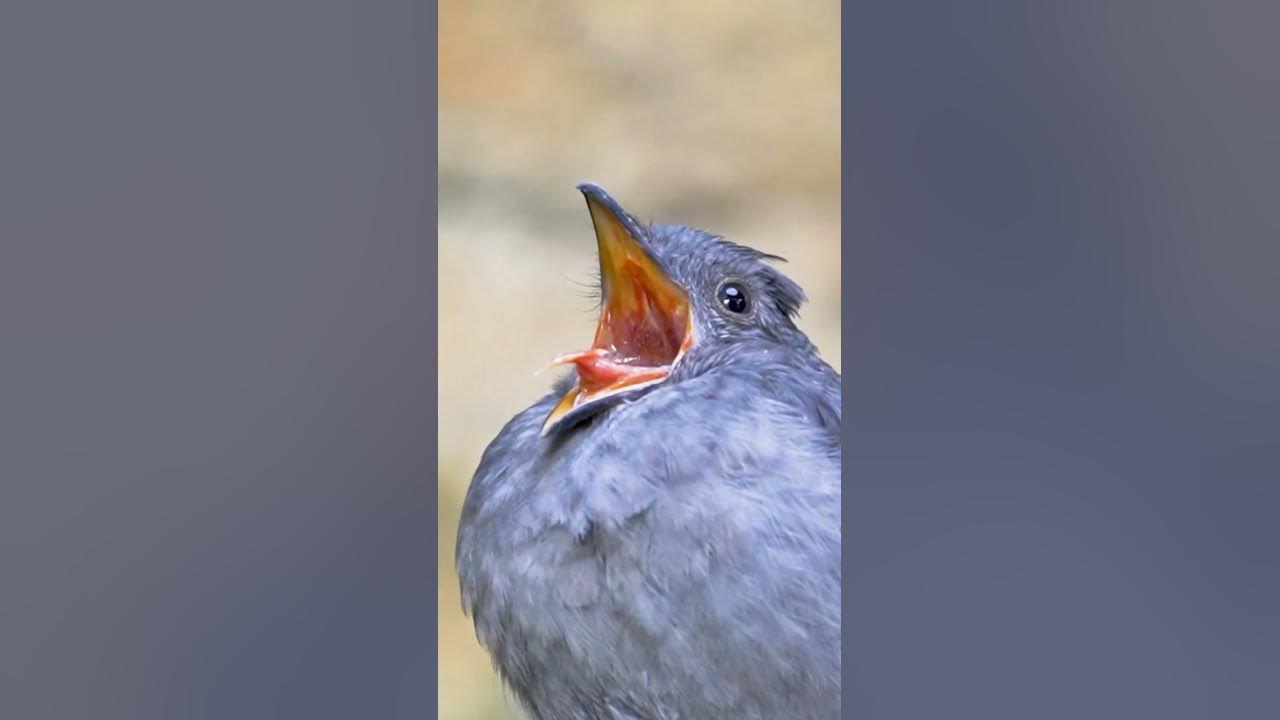 ambulance siren sound| cute bird| #youtubeshorts #shorts #birds