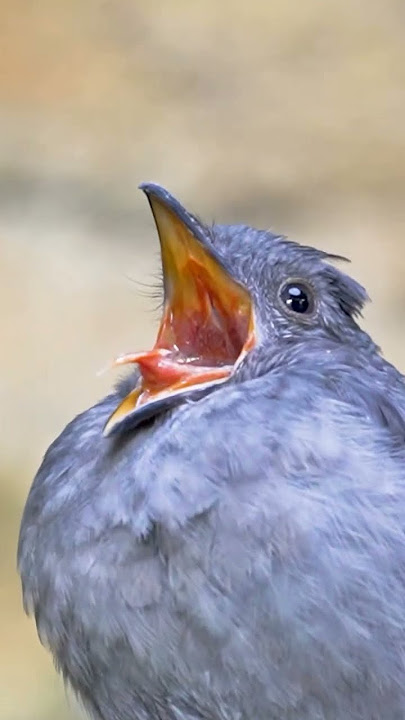 ambulance siren sound| cute bird| #youtubeshorts #shorts #birds
