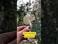 Your design is perfect. #homesteadasmr #asmr #shorts