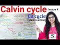 Calvin cycle photosynthesis  dark reaction  c3 cycle  calvin cycle in hindi  carbon fixation c3