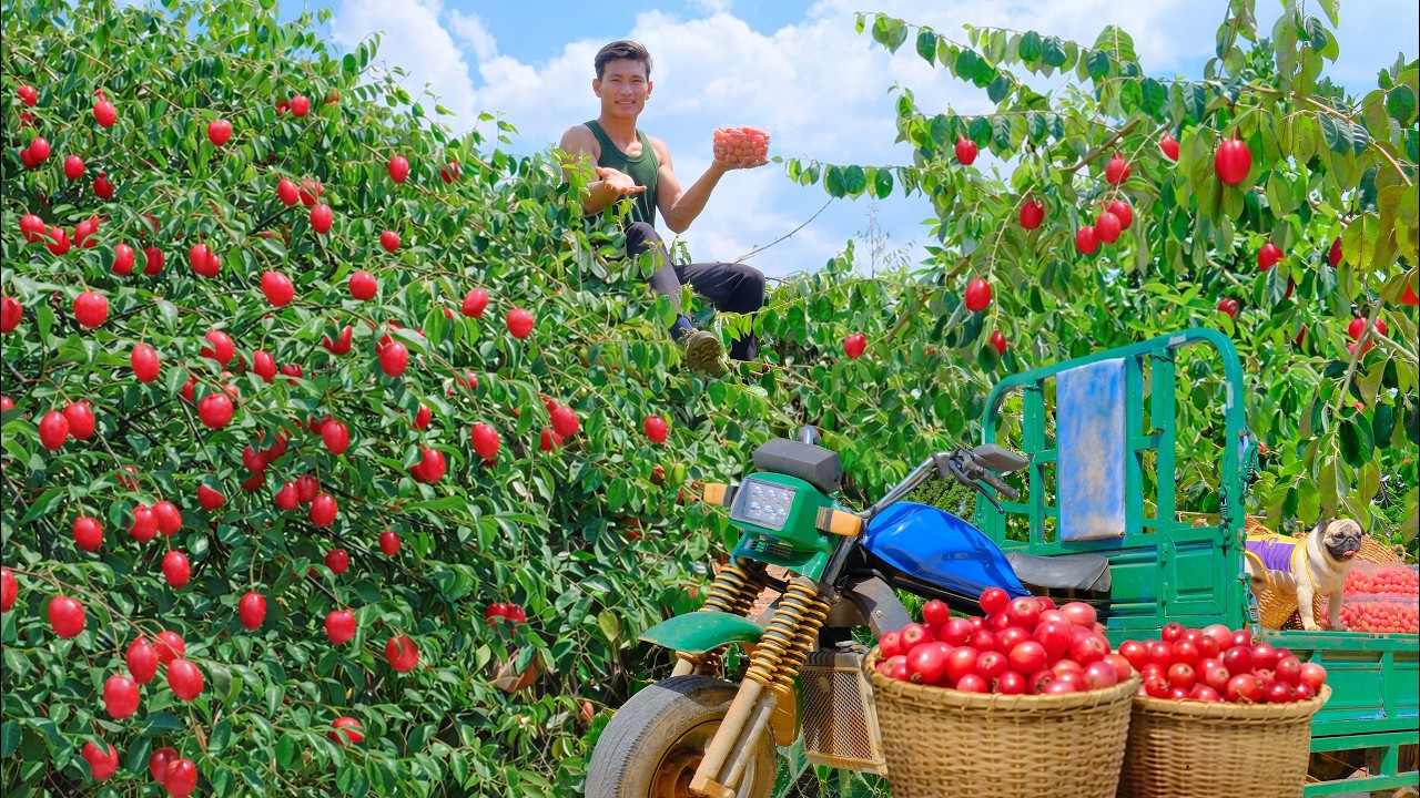 Harvest Red Silverberry Fruit To Sell At The Market – Life On The Farm: Cook, Garden, Animal Care