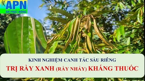 APN - GIẢI PHÁP MỚI TRỊ RẦY XANH SẦU RIÊNG KHÁNG THUỐC #medino, #rayxanhsaurieng, #cachtrirayxanh