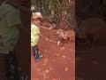 Indian Tarzan Kid First interaction with wild animal Touch and feed. #kangaroo #amazing #wildlife