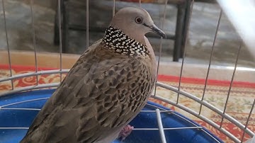 Thổ Lở Trơn Ròng (Liêu Ròng) MinhZidane Chia Sẽ 