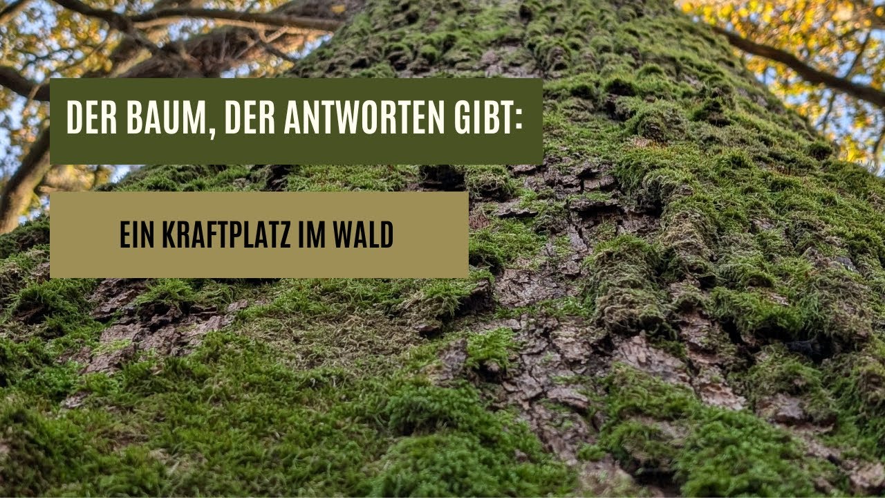 Der Baum, der Antworten gibt: Ein Kraftplatz im Wald