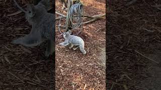 koala walking