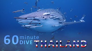 Underwater Nature Relaxing Video | THAILAND DIVING