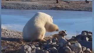 ХИЩНИК.Весь мир говорит про это видео! ХИЩНИК.Весь мир говорит про это видео!