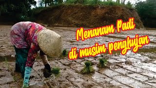 Menanam Padi || planting Rice || Tandur Di sawah | suasana pedesaan Jawa Barat