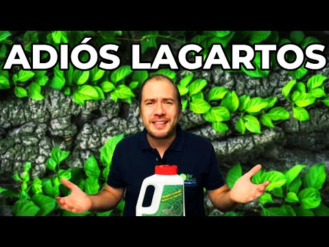 Video: Mantener los lagartos en el interior para el control de plagas