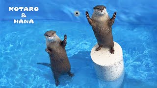 Otters' First Splash in Their Brand New Pool!