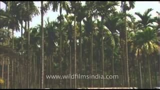 Vanilla cultivation in Kerala