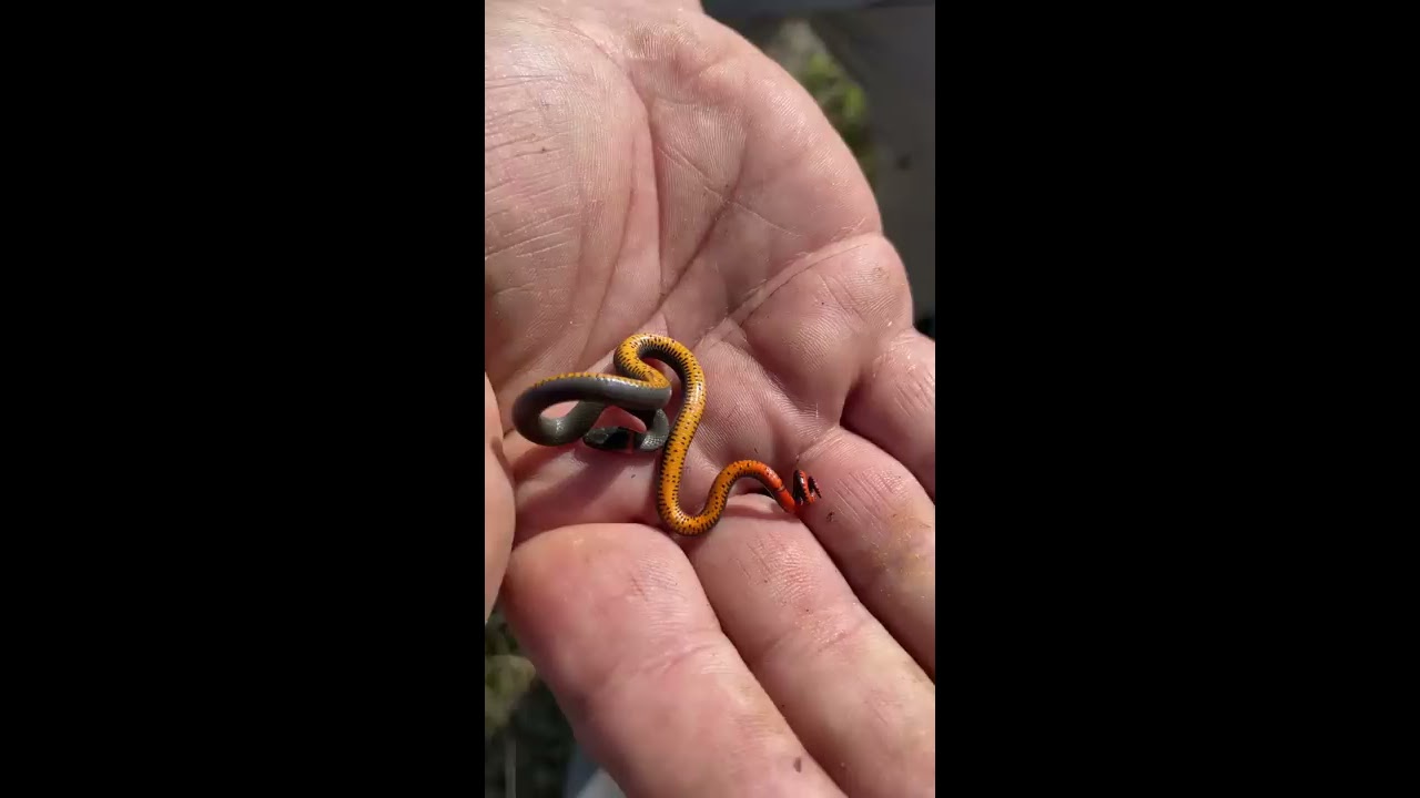 Smallest Snake On Earth Shorts