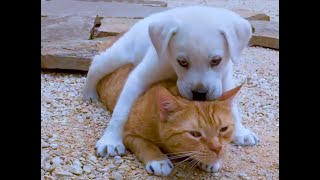 The beautiful friendship between a dog and a cat who grew up together