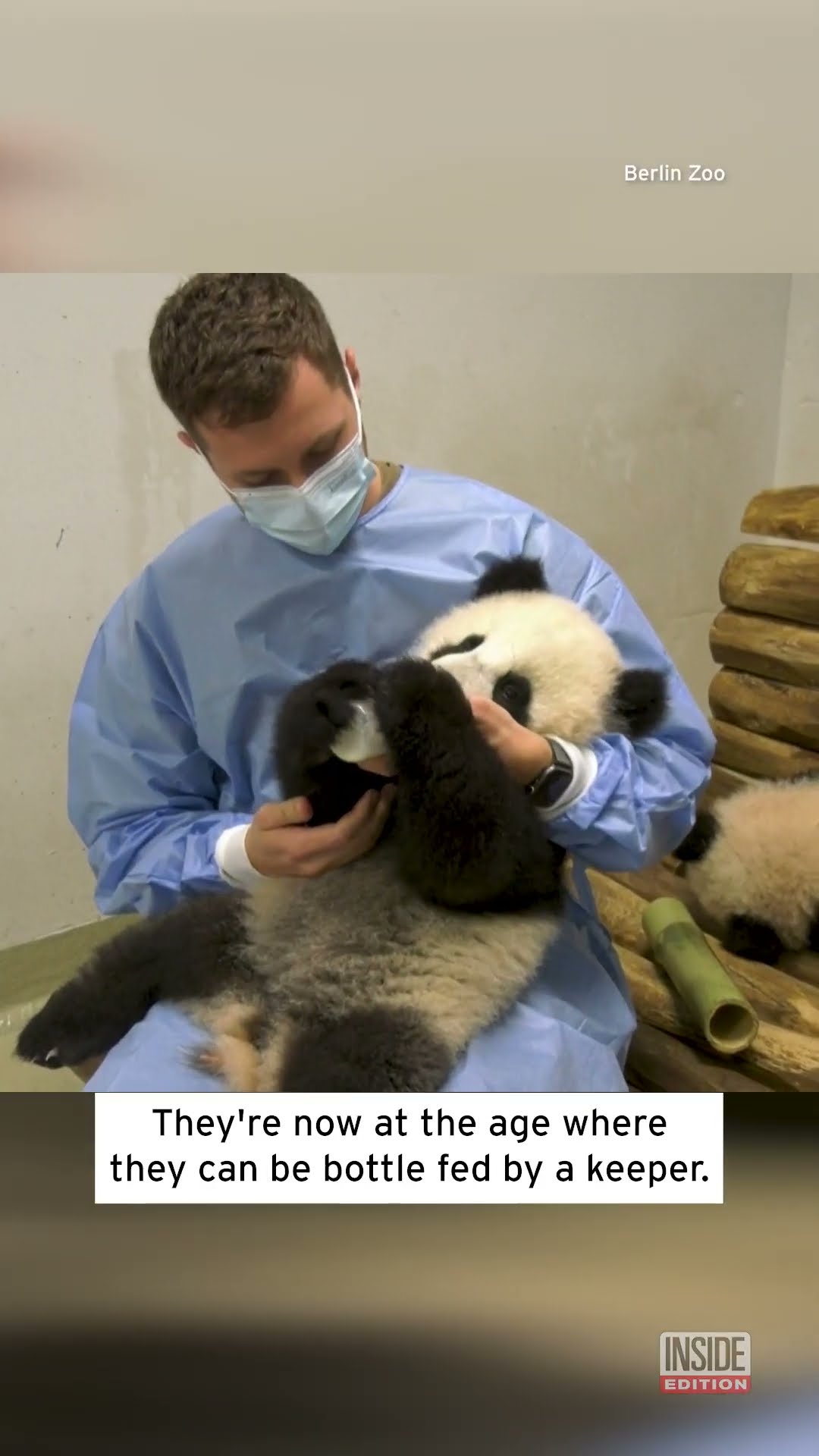Twin Baby Pandas Are Bottle Fed at German Zoo #shorts