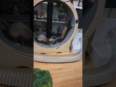 A Wheel Not Ment For Two 