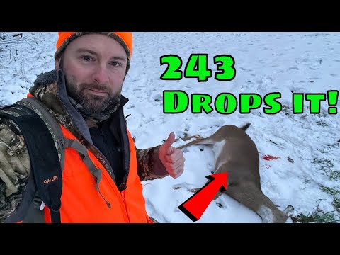 243 Rifle Deer Hunting | Deer Drops In ITS TRACKS!