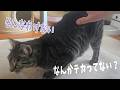 叩き過ぎて尻がテカってきた　【４猫暮らし1545s】