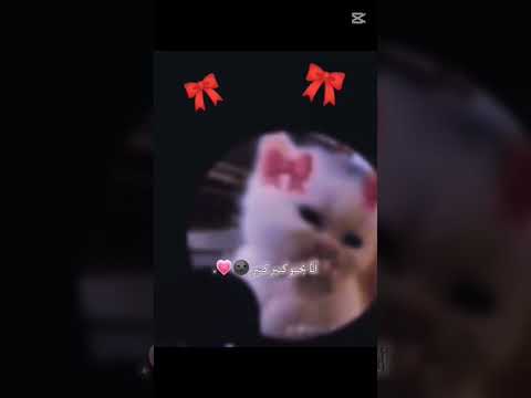 كوتي كوتي انا بحبو كتير