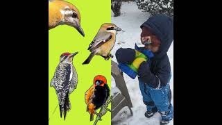 2024 Great Backyard Bird Count: Thank You